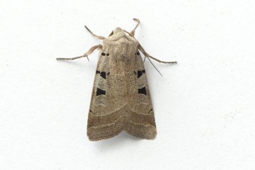 Réf. 192 200 : Eugnorisma glareosa